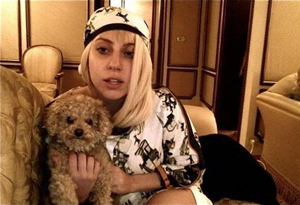 ليدي غاغا تعلّم كلبها هواية جديدة ... الرسم